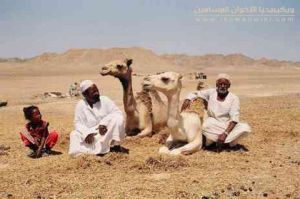 شمال-س2.jpg